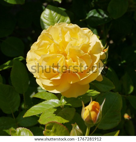 Flowering English Rose Named Absolutely Fabulous