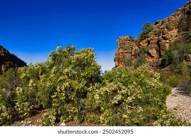 Flowering eucalyptus tree at the foot of an eroded red limestone rock formation in the Mandu Mandu Gorge, Cape Range National Park, Western Australia.
 - Powered by Shutterstock