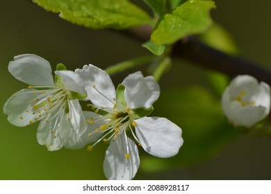 Flowering European Plum Tree (Prunus Domestica)