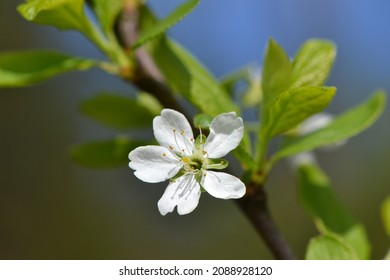 Flowering European Plum Tree (Prunus Domestica)