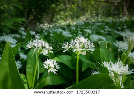 Flowering field Allium ursinum, known as wild garlic, ramsons, buckrams, broad-leaved garlic, wood garlic, bear leek or bear's garlic. A beautiful and edible plant in its natural habitat