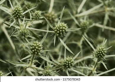 Flowering Field Eryngo Eryngium Campestre