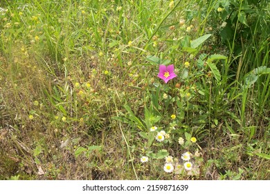 The Flowering Fields Of Canton, Texas