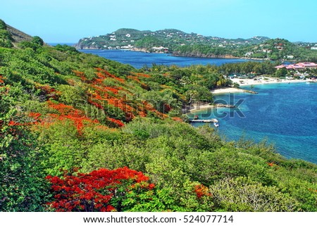 Flowering flame trees on the slope of Pigeon Island, Saint Lucia, with the resorts at Rodney's Bay in the distance 