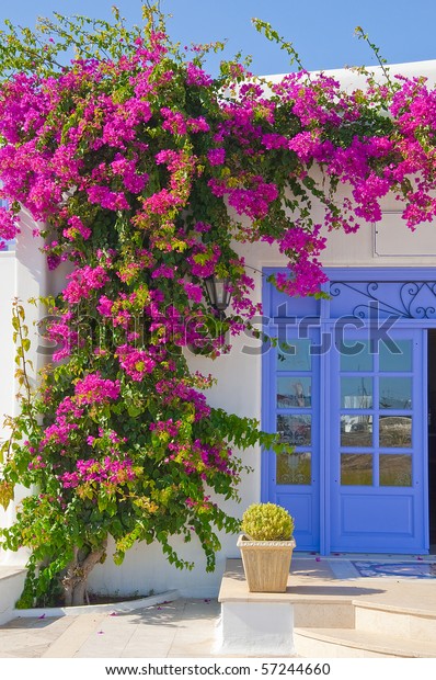 Flowering Flowers Bougainvillea Door Feature Mykonos Stock Photo (Edit ...