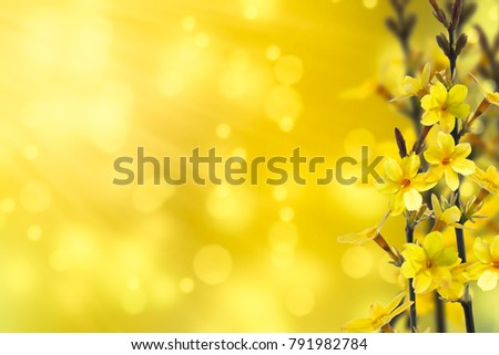 flowering forsythia in springtime