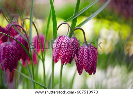 Flowering fritillaria with drops of dew in the spring garden