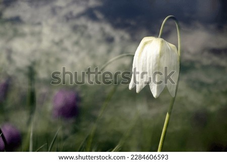 Similar – flowering snowdrops