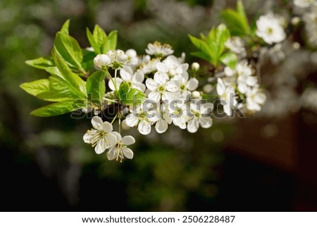 Similar – Image, Stock Photo Mirabelle plums in bloom along a country lane through the Börde