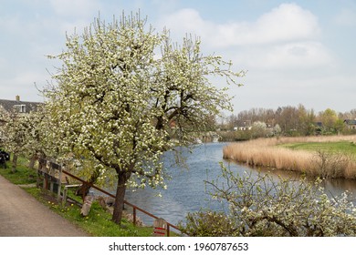 Imágenes de árboles frutales junto a un arroyo