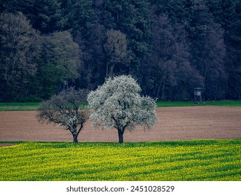 Flowering fruit trees in spring