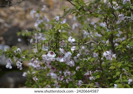 Flowering Fuji cherry 'Kojo-no-mai' (Prunus incisa)