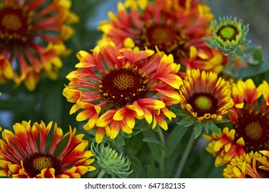 Flowering Gaillardia 'Fanfare' - Shutterstock ID 647182135