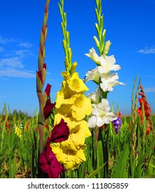 Flowering Gladiolus In The Field