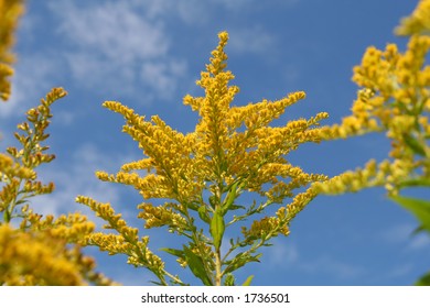 Flowering goldenrod in August. Ontario, Canada