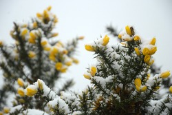 Flowering Gorse Bushes Covered In Snow At The Top Of The Clent Hills In The West Midlands Of The Uk