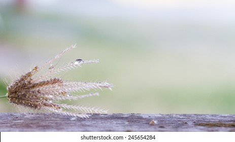 Flowering grass background on wood - Shutterstock ID 245654284