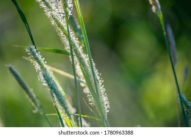 Flowering Grass In The Detail - Pollen Allergy Danger