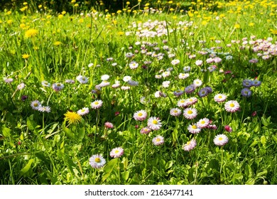 Flowering Grass On A Late Spring Day In European Garden