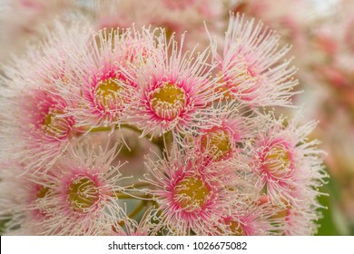 Flowering Gum Tree, Australia, February 2018