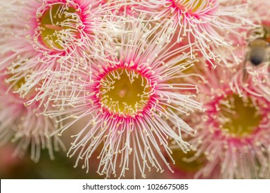 Flowering Gum Tree, Australia, February 2018