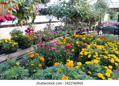Flowering hanging baskets and other flowers inside a commercial greenhouse.