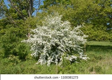 Flowering Hawthorn (Crataegus Monogyna) In Rural Somerset, England, UK