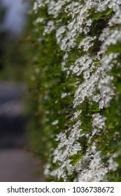 Flowering Hawthorn Hedge In Springtime Along A Street In UK Showing Detail Of May Flowers And Leaves