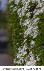 Flowering Hawthorn Hedge In Springtime Along A Street In UK Showing Detail Of May Flowers And Leaves