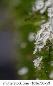 Flowering Hawthorn Hedge In Springtime Along A Street In UK Showing Detail Of May Flowers And Leaves