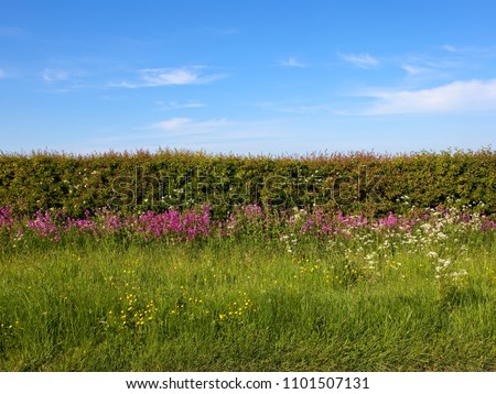 a flowering hawthorn hedgerow with white blossom in a grass verge with red campion cow parsley buttercups and crosswort under a blue sky in Summer