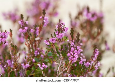 Flowering heather close-up