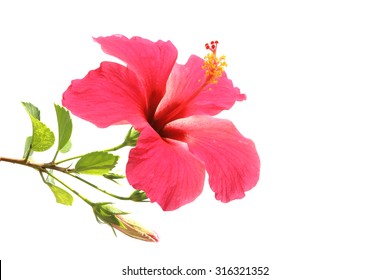 Flowering Hibiscus. Isolated On White.