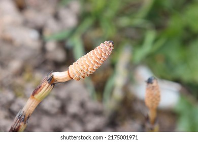 Flowering Of Horsetail Weed In The Wild.