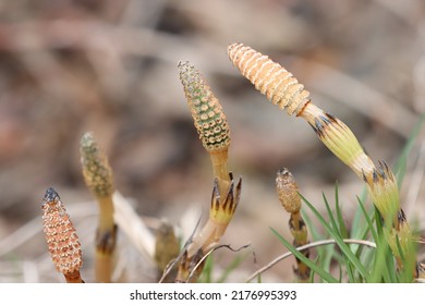 Flowering Of Horsetail Weed In The Wild.