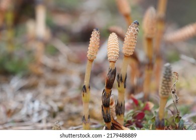 Flowering Of Horsetail Weed In The Wild.