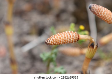 Flowering Of Horsetail Weed In The Wild.