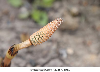 Flowering Of Horsetail Weed In The Wild.