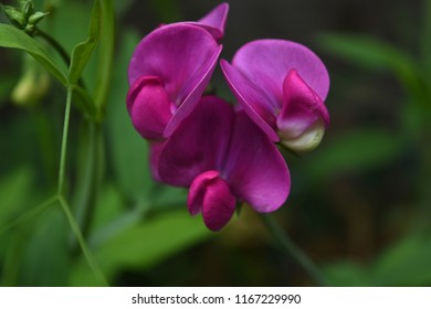 Flowering Hot Pink Sweet Pea Vine In A Garden.