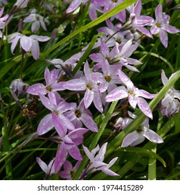 flowering ipheion uniflorum charlotte bishop plant - Shutterstock ID 1974415289