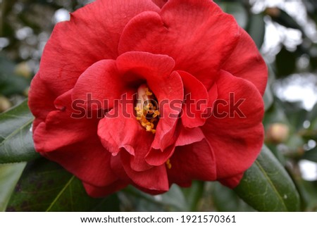Flowering Japanese camellia 'Adolphe Audusson' (Camellia japonica)