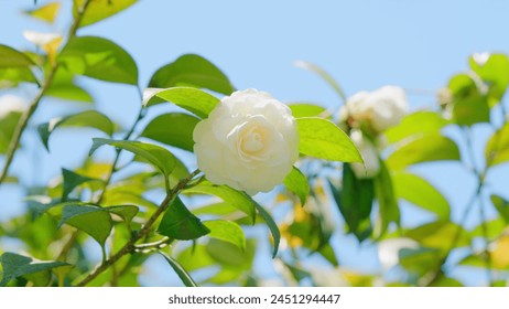 Flowering Japanese Camellia. White Alba Plena. Beautiful White Camellia Flower. Close up. - Powered by Shutterstock