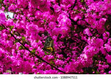 Flowering Japanese Cherry Sakura And Butterfly Rash