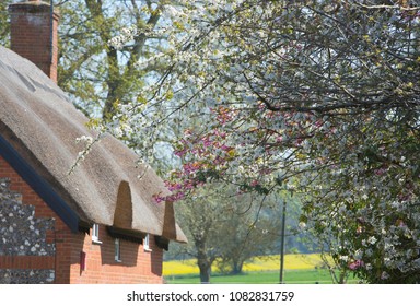 Flowering Japanese cherry trees in spring sunshine in the South Downs area of Hampshire, England, UK near Winchester with traditional flint walled thatched cottage and fields with trees