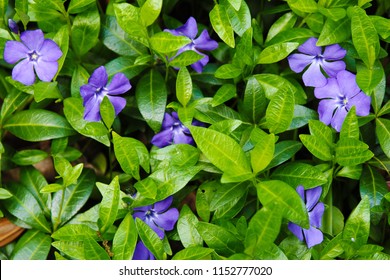 Flowering and juicy Vinca minor. - Shutterstock ID 1152777020
