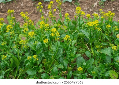 Flowering Kai lan or Chinese broccoli blooming yellow flower at vegetable garden traditional farming in Thai Binh, Vietnam, thick stems and glossy blue green leaves Chinese kale leafy greens. Organic