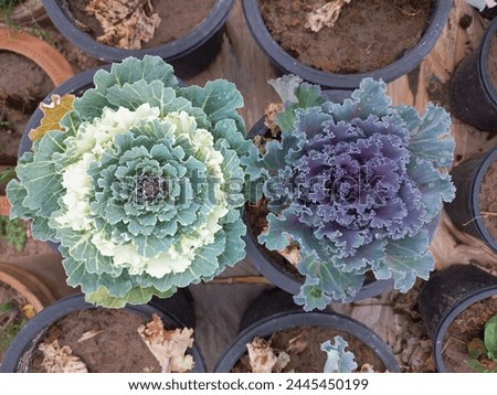 Flowering Kale with Cabbage is a cruciferous vegetable that is globally widely consumed in the human diet in many cultures. The Brassicaceae family is rich in phytochemicals such as polyphenols, carot