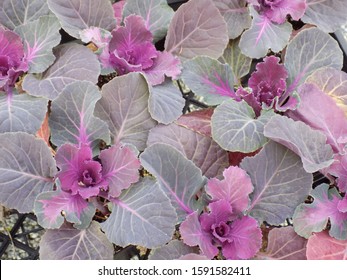 Flowering Kale Nagoya Red Beautiful Closeup Food Plants