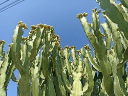Flowering Of A Large Green Cactus In A Natural Environment. Yellow Flowers Of A Giant Cactus On A Blue Sky Background