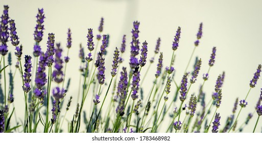 Flowering Lavandula or Lavender plant outdoor as a summervibes card concept